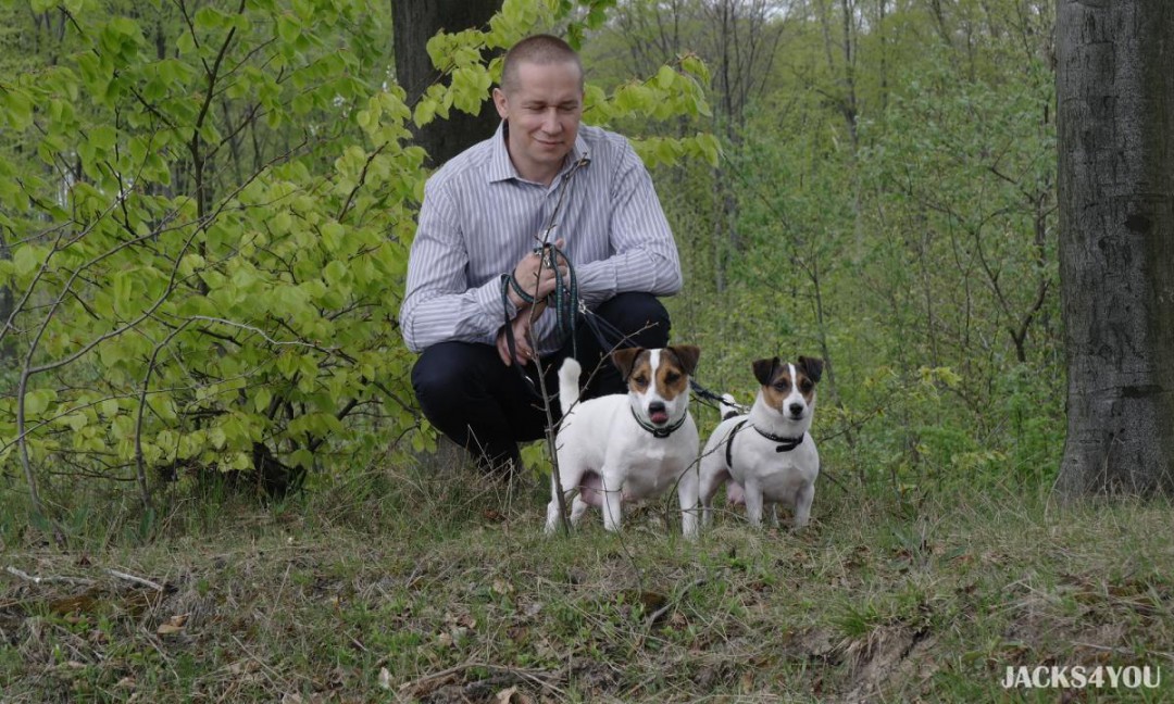 Jack Russelle Drogą Św. Jakuba